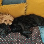 Maddi and Bertie on the sofa