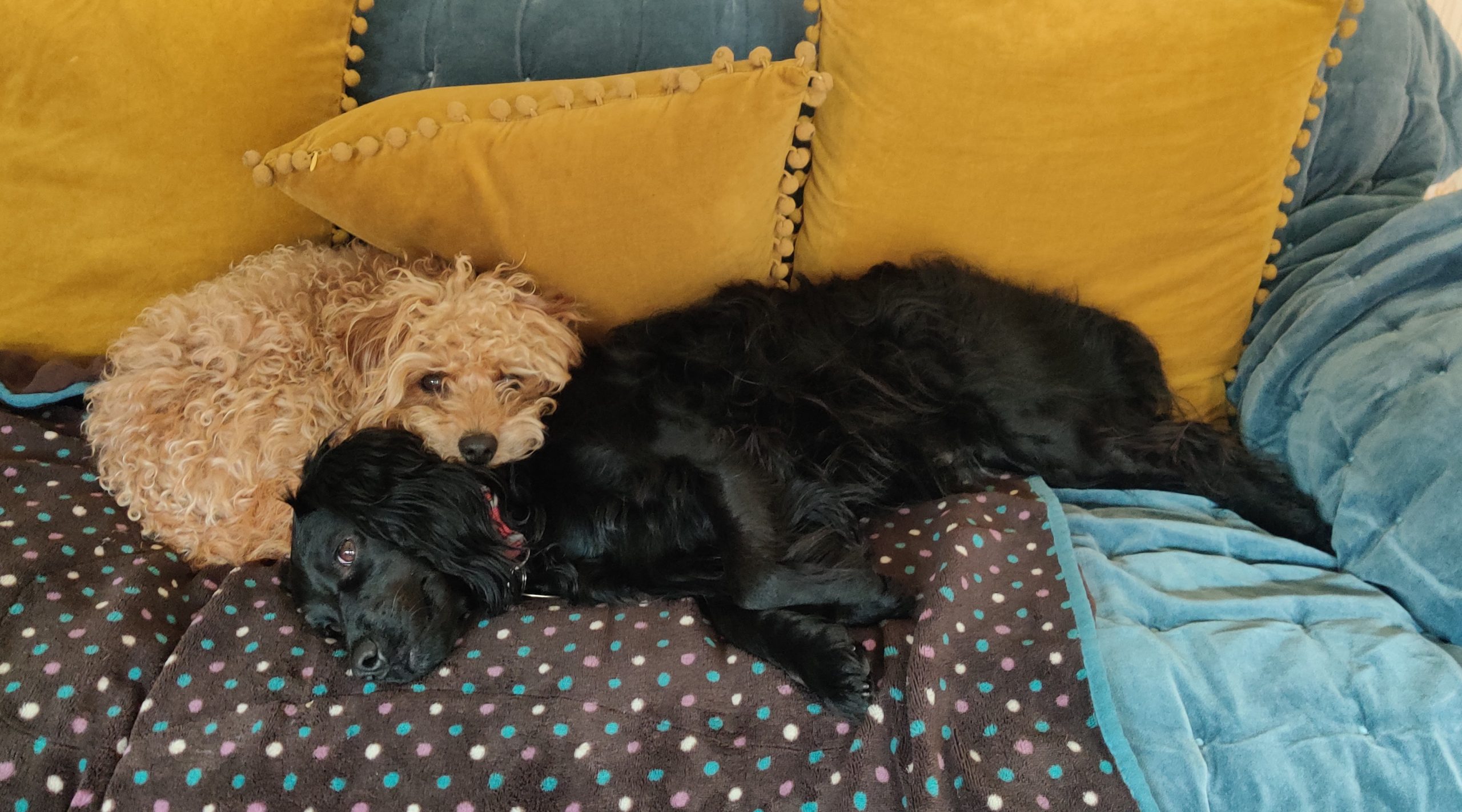 Maddi and Bertie on the sofa